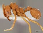 Trachymyrmex septentrionalis casent0003337 profile 1.jpg