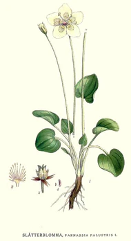 278 Parnassia palustris.jpg