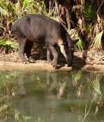 Bairds-Tapir-Belize-Zoo-2010.jpg