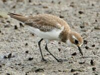 Charadrius mongolus 2.jpg