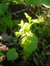 Corallorhiza trifida Châtel. (1760).jpg