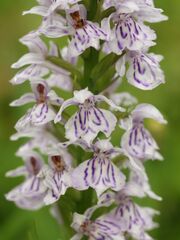 Dactylorhiza fuchsii (flowers).jpg