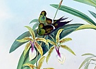 Discosura letitiae (cropped).jpg