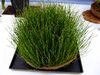 Flower-center130935.jpg