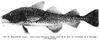 Gadus morhua kildinensis.jpg