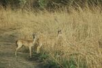 Gazelles grass park w niger 2006.jpg