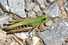 Gemeiner Grashüpfer Chorthippus parallelus female 3261.jpg