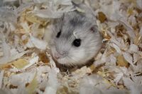 Grey Dwarf Hamster in habitat.jpg