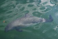 Harbor.Porpoise.4.jpg