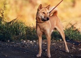 Дзёмон-сиба