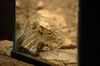 Lemniscomys striatus 02.jpg