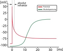 Muskelreiz-skelett.svg