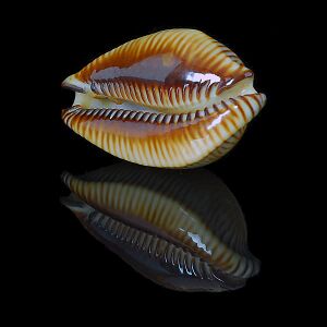 Perisserosa guttata surinensis 2 600x600.JPG