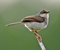 Prinia hodgsonii (cropped).jpg