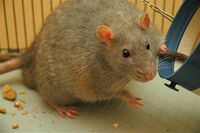 Rat diabetic.jpg
