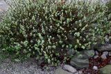 Salix-lanata-total.JPG