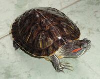Tortoise small.JPG
