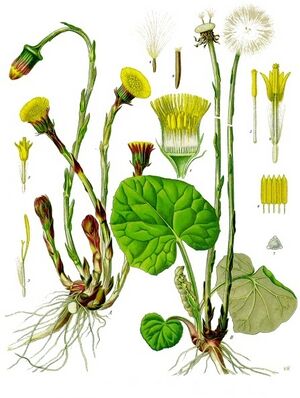 Tussilago farfara - Köhler–s Medizinal-Pflanzen-142.jpg