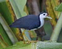 White-breasted Waterhen (Amaurornis phoenicurus).jpg
