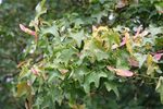 Acer campestre JPG2.JPG