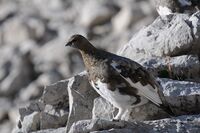 Alpenschneehuhn auf der Totalpe, Lagopus muta 9.JPG