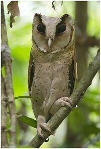Ceylon Bay Owl Abhilash Arjunan.jpg