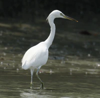 Chinese Egret.jpg