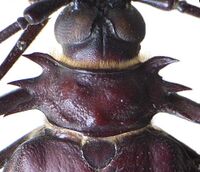 Derobrachus sp bl detail.jpg