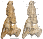 Diplocynodon kochi.png
