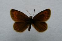 Erebia epiphron.jpg