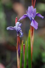 Kitulo NP flower 03 (paulshaffner).jpg
