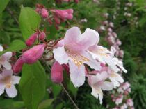 Kolkwitzia amabilis5.jpg
