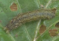 Kooluil Mamestra brassicae op boerenkool (Curly kale).jpg