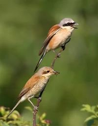 Lanius collurio 2 (Martin Mecnarowski).jpg