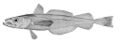 Merluccius productus.jpg