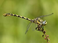 Onychogomphus forcipatus mascle2.jpg