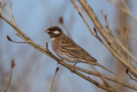 Pine Bunting (Emberiza leucocephalos) - Цагааншанаат хөмрөг (15617685422).jpg