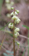 Pyrola chlorantha 260507.jpg