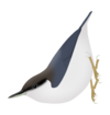 Sitta pygmaea.png