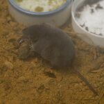 Sorex unguiculatus by OpenCage.jpg