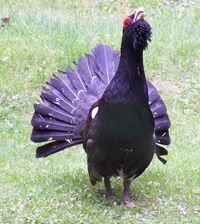 Tetrao urogallus front.jpg