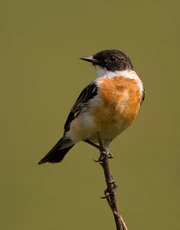 White-throated bush chat bird at Jim Corbett NP, India (2012).jpg