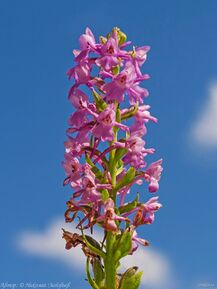 Кокушник, Ухта.jpg