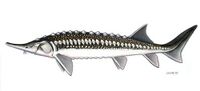 Acipenser stellatus sőregtok.jpg