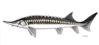 Acipenser stellatus sőregtok.jpg