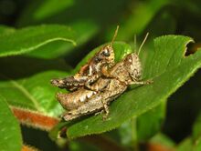 Acrididae - Pezotettix giornae-5.JPG