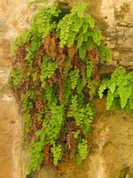 Adiantum01 ST 06.JPG