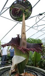 Amorphophallus titanum Morticia june 20 2012 galawebdesign.jpg