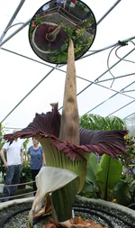 Amorphophallus titanum Morticia june 20 2012 galawebdesign.jpg