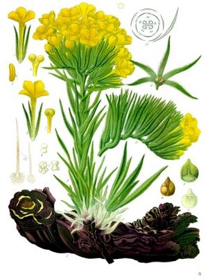 Arnebia densiflora - Köhler–s Medizinal-Pflanzen-220.jpg